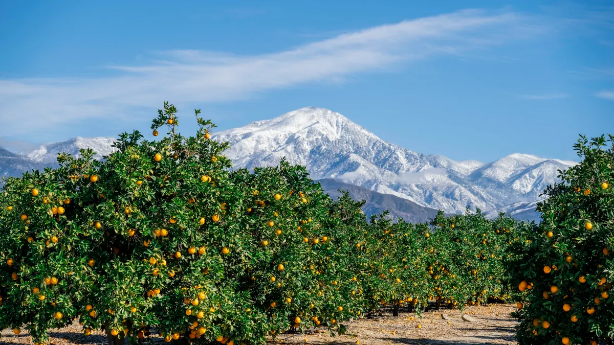 OrchardRank vs Ahrefs: API, integrations, and automation features compared — Orange Orchard in Redlands with Snow-Capped