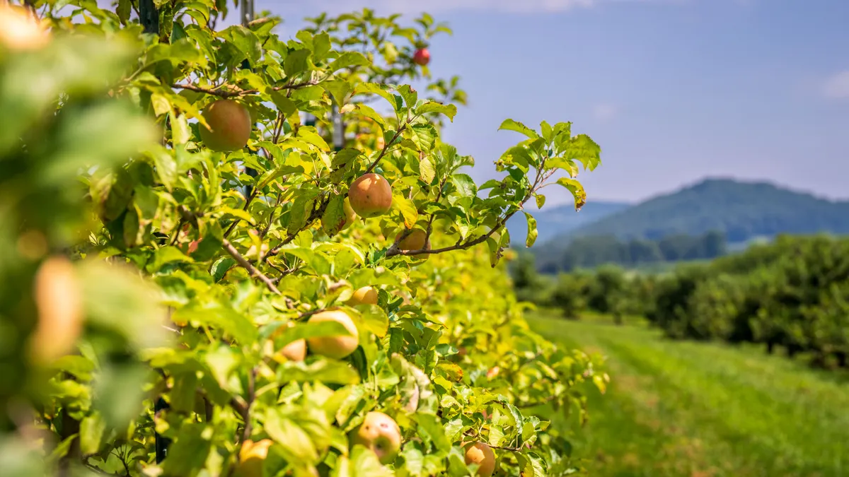 OrchardRank vs Ahrefs: feature-by-feature comparison for backlink analysis — Sunny Apple Orchard with Lush Greenery