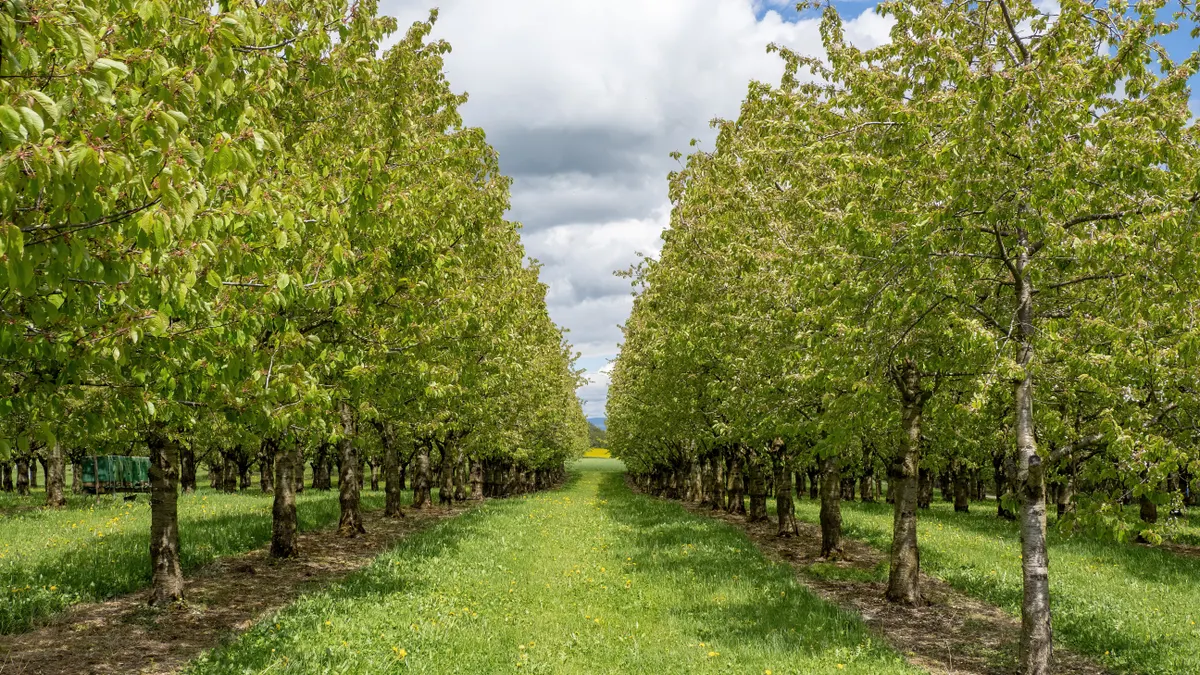 OrchardRank vs Ahrefs: feature-by-feature comparison for backlink analysis — Lush Orchard Rows Under Cloudy Sky