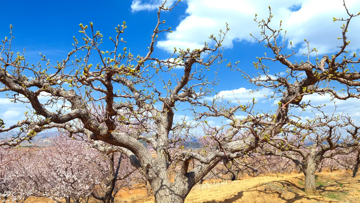 OrchardRank vs Ahrefs site audit: technical SEO checks, coverage, and remediation workflows — Blossoming Orchard Trees U