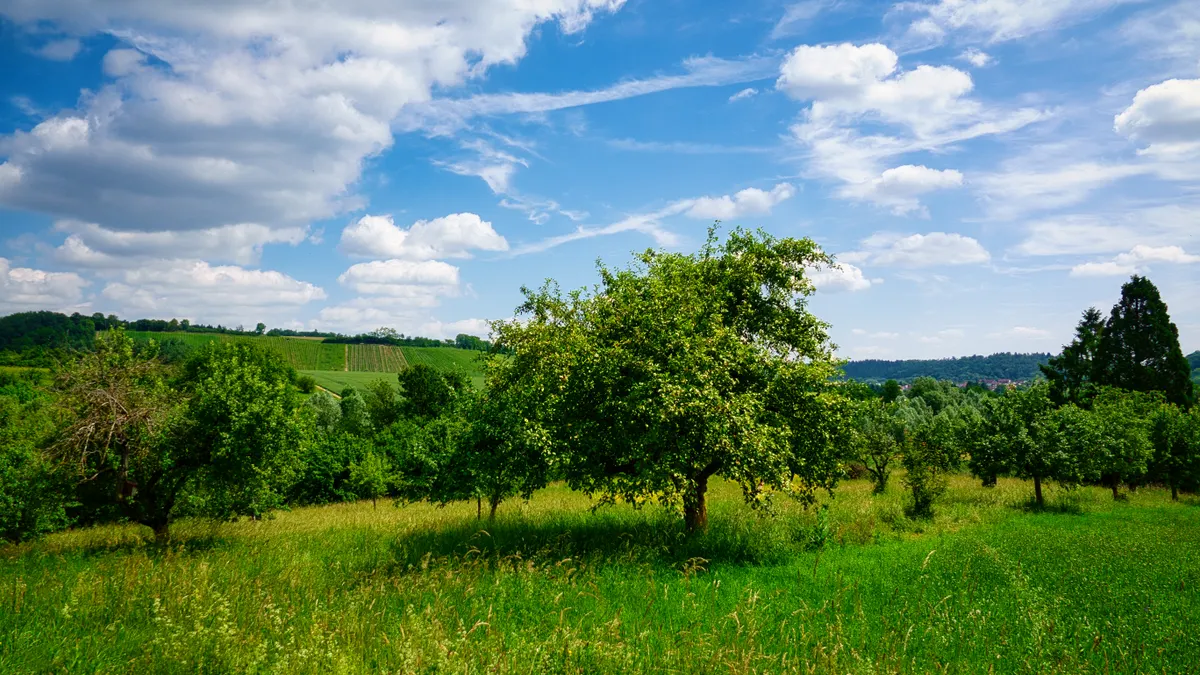 OrchardRank vs Ahrefs site audit: technical SEO checks, coverage, and remediation workflows — Lush Orchard in Pforzheim,