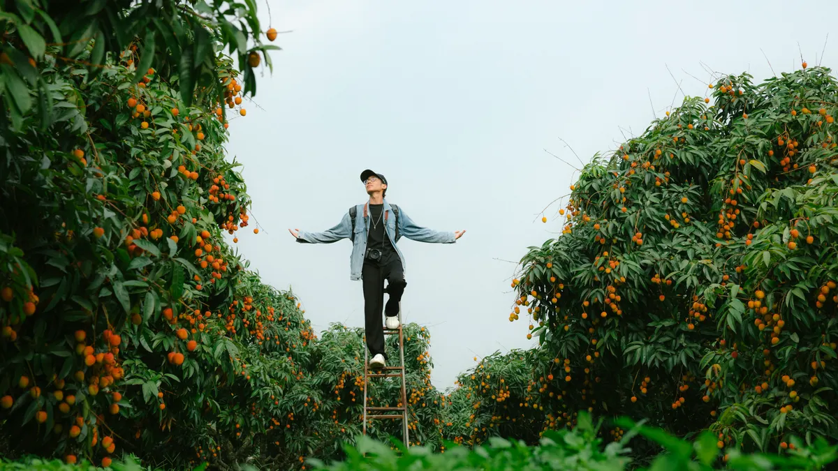 Top 10 Ahrefs alternatives in 2026: features, pricing tiers, and who each suits — Man Standing on Ladder in Lush Orchard